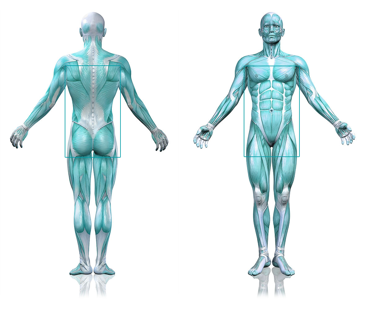 Activasalud abdomen Fisioterapia Gines Sevilla